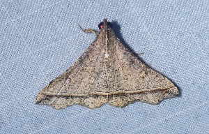  ( - YB-BCI184711)  @11 [ ] No Rights Reserved  Unspecified Unspecified