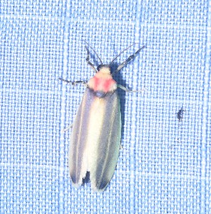  ( - YB-BCI184739)  @11 [ ] No Rights Reserved  Unspecified Unspecified