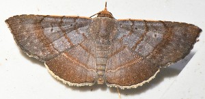  ( - YB-BCI187544)  @11 [ ] No Rights Reserved  Unspecified Unspecified