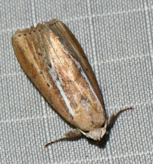 (Phycitinae_gen - YB-BCI188525)  @11 [ ] No Rights Reserved  Unspecified Unspecified