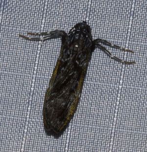  ( - YB-BCI188641)  @11 [ ] No Rights Reserved  Unspecified Unspecified