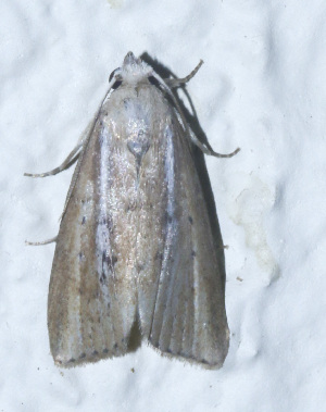  ( - YB-BCI188744)  @11 [ ] No Rights Reserved  Unspecified Unspecified