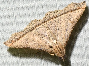  ( - YB-BCI188754)  @11 [ ] No Rights Reserved  Unspecified Unspecified