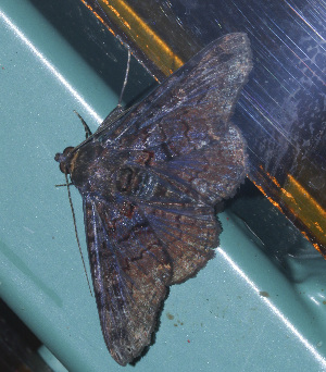  ( - YB-BCI188777)  @11 [ ] No Rights Reserved  Unspecified Unspecified