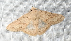  ( - YB-BCI188917)  @11 [ ] No Rights Reserved  Unspecified Unspecified