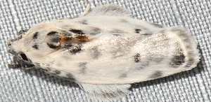  ( - YB-BCI189019)  @11 [ ] No Rights Reserved  Unspecified Unspecified