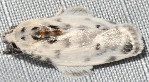  ( - YB-BCI189019)  @11 [ ] No Rights Reserved  Unspecified Unspecified