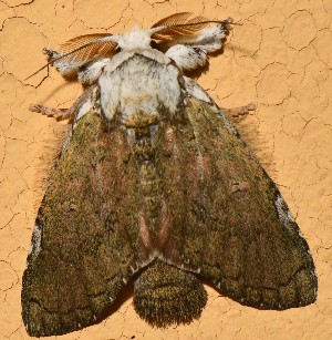  (Toulgoetgia pallida - YB-BCI189341)  @11 [ ] No Rights Reserved  Unspecified Unspecified