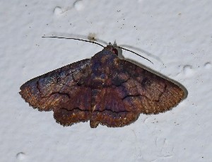  (Pseudyrias lineata - YB-BCI189483)  @11 [ ] No Rights Reserved  Unspecified Unspecified