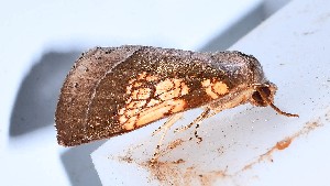  ( - YB-BCI189590)  @11 [ ] No Rights Reserved  Unspecified Unspecified