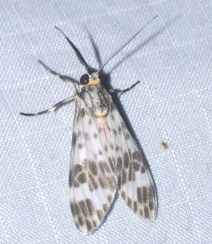  ( - YB-BCI189706)  @11 [ ] No Rights Reserved  Unspecified Unspecified