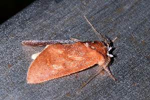  ( - YB-BCI189776)  @11 [ ] No Rights Reserved  Unspecified Unspecified