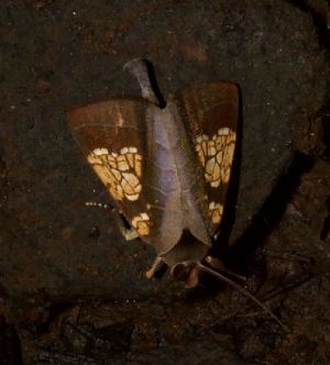  ( - YB-BCI189900)  @11 [ ] No Rights Reserved  Unspecified Unspecified