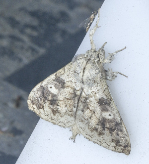  ( - YB-BCI190497)  @11 [ ] No Rights Reserved  Unspecified Unspecified