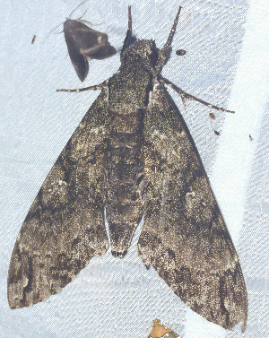  ( - YB-BCI190640)  @11 [ ] No Rights Reserved  Unspecified Unspecified