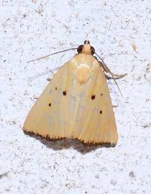  ( - YB-BCI190731)  @11 [ ] No Rights Reserved  Unspecified Unspecified