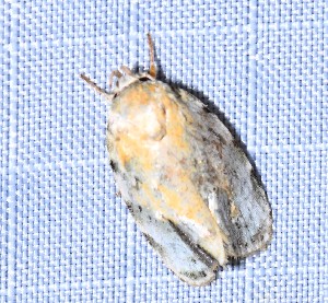  (Chlamydastis arenaria - YB-BCI190751)  @11 [ ] No Rights Reserved  Unspecified Unspecified