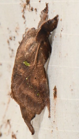  ( - YB-BCI190823)  @11 [ ] No Rights Reserved  Unspecified Unspecified