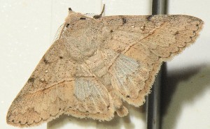  ( - YB-BCI191040)  @11 [ ] No Rights Reserved  Unspecified Unspecified