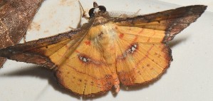  ( - YB-BCI191130)  @11 [ ] No Rights Reserved  Unspecified Unspecified