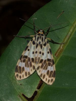  ( - YB-BCI191503)  @11 [ ] No Rights Reserved  Unspecified Unspecified