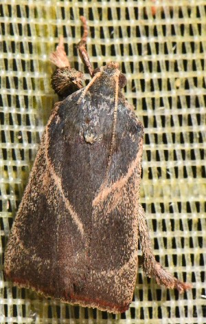  (Dasycnemia obliqualis - YB-BCI191542)  @11 [ ] No Rights Reserved  Unspecified Unspecified