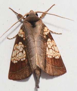  ( - YB-BCI191609)  @11 [ ] No Rights Reserved  Unspecified Unspecified