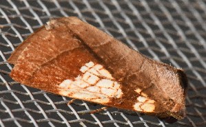  ( - YB-BCI191769)  @11 [ ] No Rights Reserved  Unspecified Unspecified