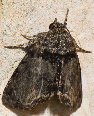  ( - YB-BCI191810)  @11 [ ] No Rights Reserved  Unspecified Unspecified