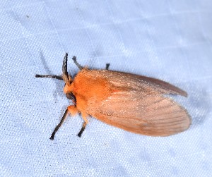  ( - YB-BCI191853)  @11 [ ] No Rights Reserved  Unspecified Unspecified