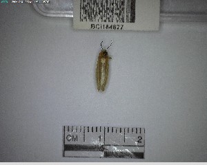  ( - YB-BCI184677)  @11 [ ] No Rights Reserved  Unspecified Unspecified