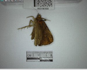  (Dyomyx cimolia - YB-BCI190955)  @11 [ ] No Rights Reserved  Unspecified Unspecified