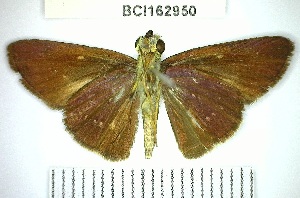  (Amblyscirtes sp. 1YB - YB-BCI162950)  @11 [ ] No Rights Reserved  Unspecified Unspecified