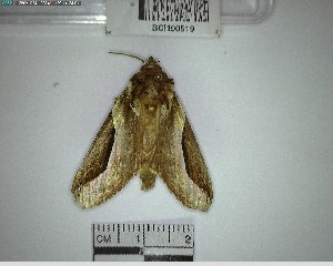  ( - YB-BCI190519)  @11 [ ] No Rights Reserved  Unspecified Unspecified