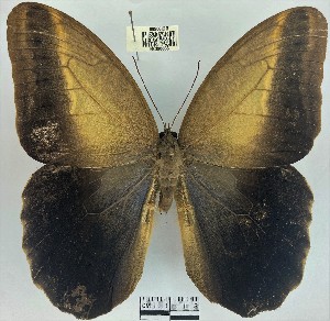  (Caligo menusDHJ06 - YB-BCI90866)  @11 [ ] No Rights Reserved  Unspecified Unspecified