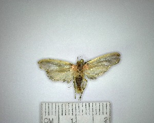  (Oecophoridae sp. 8YB - YB-BCI174600)  @11 [ ] No Rights Reserved  Unspecified Unspecified
