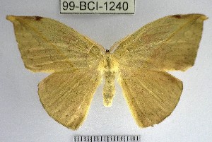  (Homoeopteryx sp. 3YB - YB-99-BCI-1240.2)  @11 [ ] No Rights Reserved  Unspecified Unspecified
