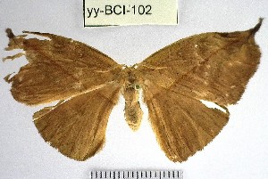  (Homoeopteryx sp. 2YB - YB-yy-BCI-102)  @11 [ ] No Rights Reserved  Unspecified Unspecified