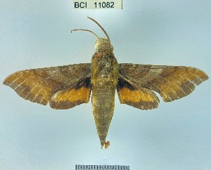  (Xylophanes sp. 2YB - YB-BCI11082)  @11 [ ] No Rights Reserved  Unspecified Unspecified