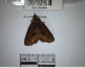  ( - YB-BCI184568)  @11 [ ] No Rights Reserved  Unspecified Unspecified