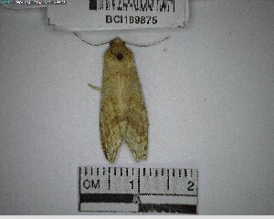  ( - YB-BCI189875)  @11 [ ] No Rights Reserved  Unspecified Unspecified