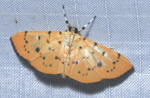  ( - YB-BCI188755)  @11 [ ] No Rights Reserved  Unspecified Unspecified