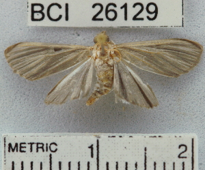  ( - YB-BCI26129)  @13 [ ] No Rights Reserved  Unspecified Unspecified