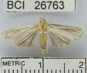  ( - YB-BCI26763)  @13 [ ] No Rights Reserved  Unspecified Unspecified