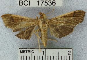  ( - YB-BCI17536)  @13 [ ] No Rights Reserved  Unspecified Unspecified