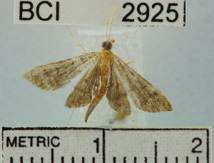  (Herpetogramma sp. 2YB - YB-BCI2925)  @13 [ ] No Rights Reserved  Unspecified Unspecified