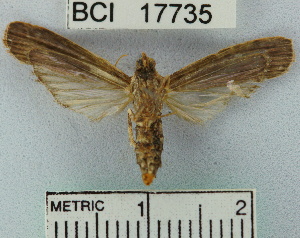  (Phycitinae_genus sp. 1YB - YB-BCI17735)  @13 [ ] No Rights Reserved  Unspecified Unspecified