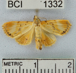  (NoctuidaeGEN sp. 6YB - YB-BCI1332)  @13 [ ] No Rights Reserved  Unspecified Unspecified