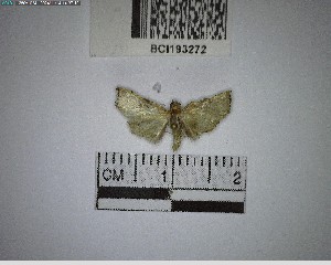  ( - YB-BCI193272)  @11 [ ] No Rights Reserved  Unspecified Unspecified