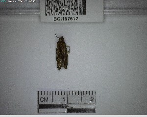  (Carcha sp. 1YB - YB-BCI187612)  @11 [ ] No Rights Reserved  Unspecified Unspecified